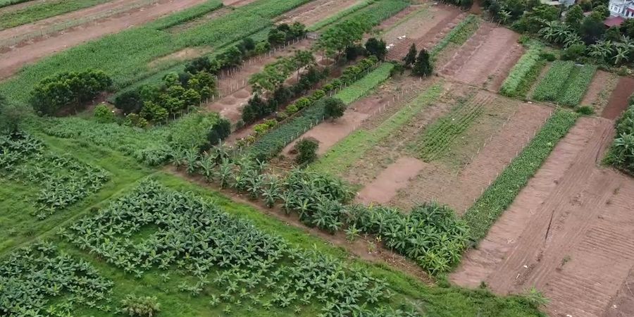 Ruộng rau đang lớn tại nông trại Ba Vì