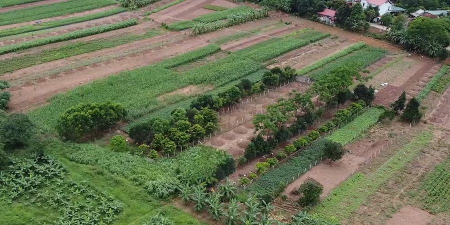 Các luống rau xanh của nông trại nhìn từ trên cao