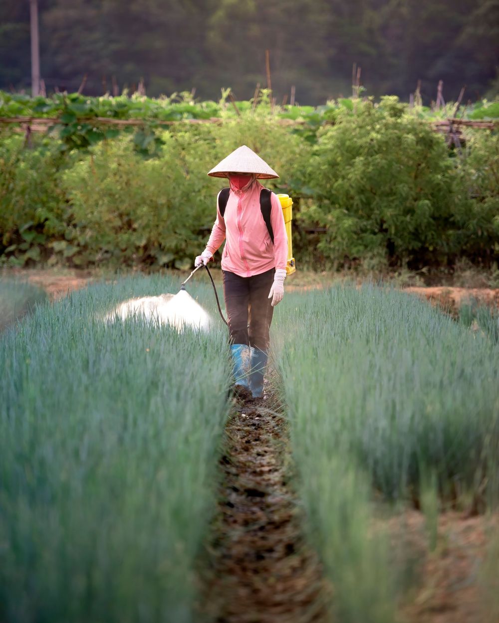 Người nông dân đội nón đeo bình phun thuốc trên ruộng rau